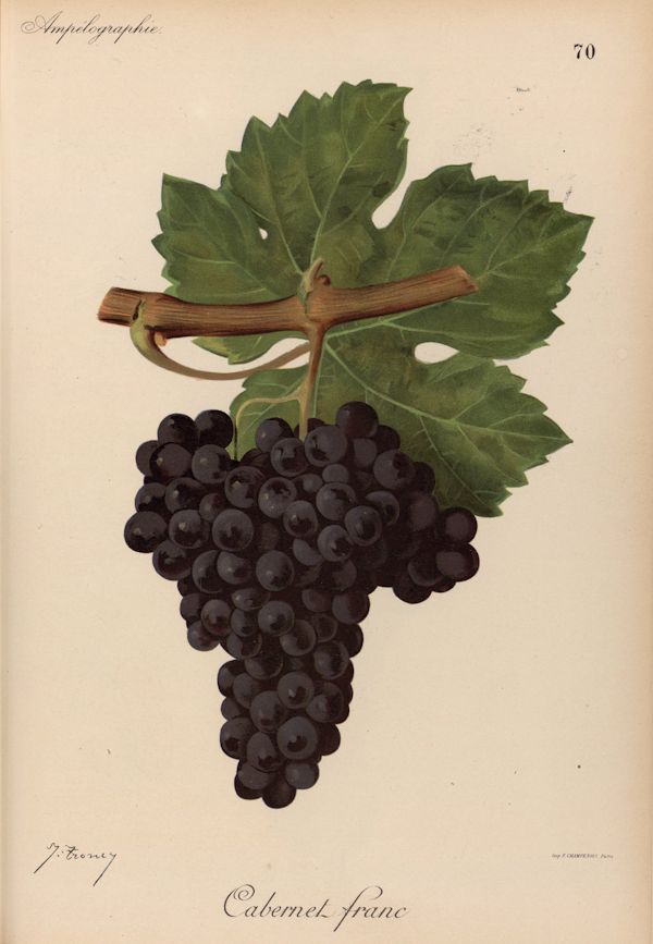 Ampelografía de las uvas valencianas