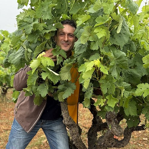 Maurizio Verardo