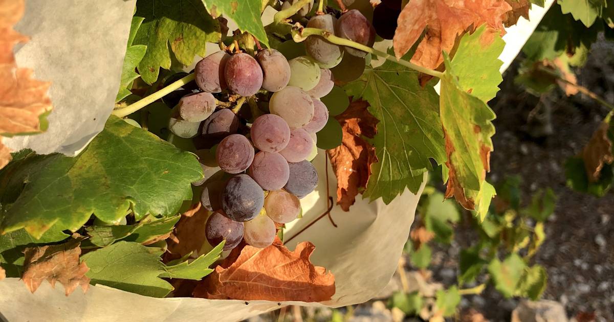 Variedades de uva del País Valenciano