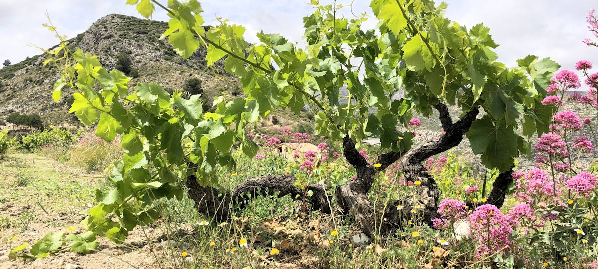 Viña viva con cubierta vegetal