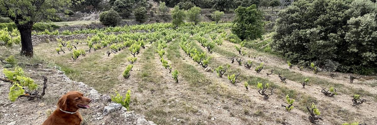 Viñas de Casa Masas, Maestrazgo