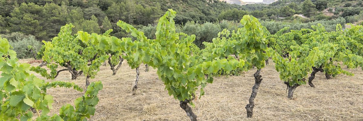 Viñas de Caseta Vinamar, Marina Alta