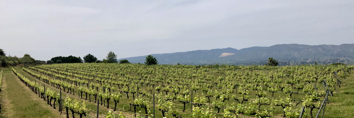 Viñas de Cos a Cos, Ontinyent