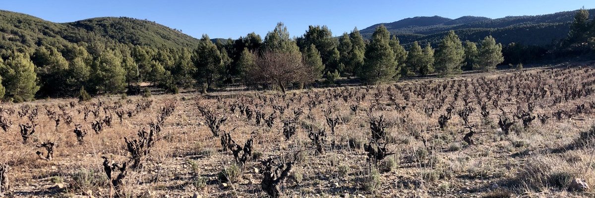 Viñas de Devotio, Benagéber