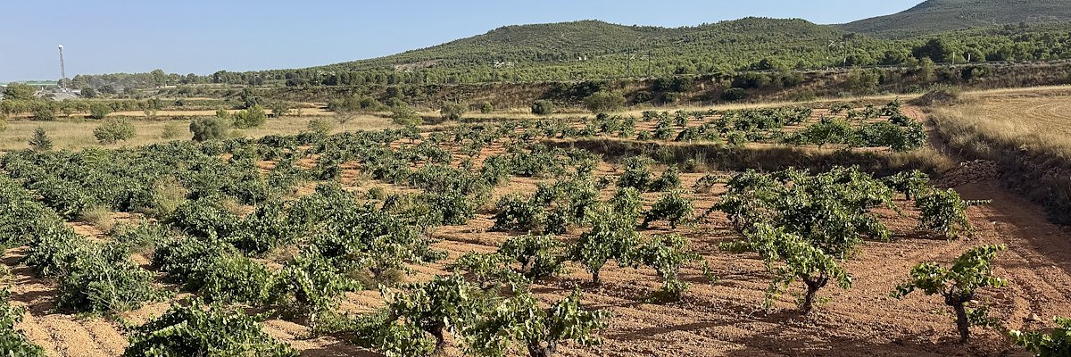 Viñas de Escuadra, El Rebollar