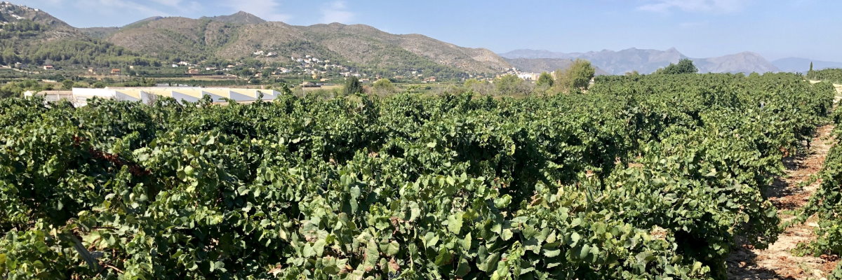 Viñas de Finca Mont Roig, Pedreguer