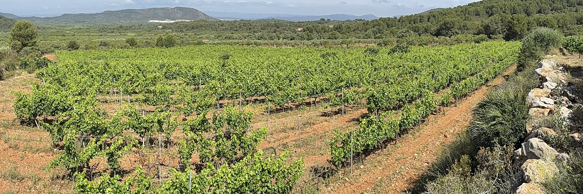 Viñas de Les Agulles Wine, Cabanes