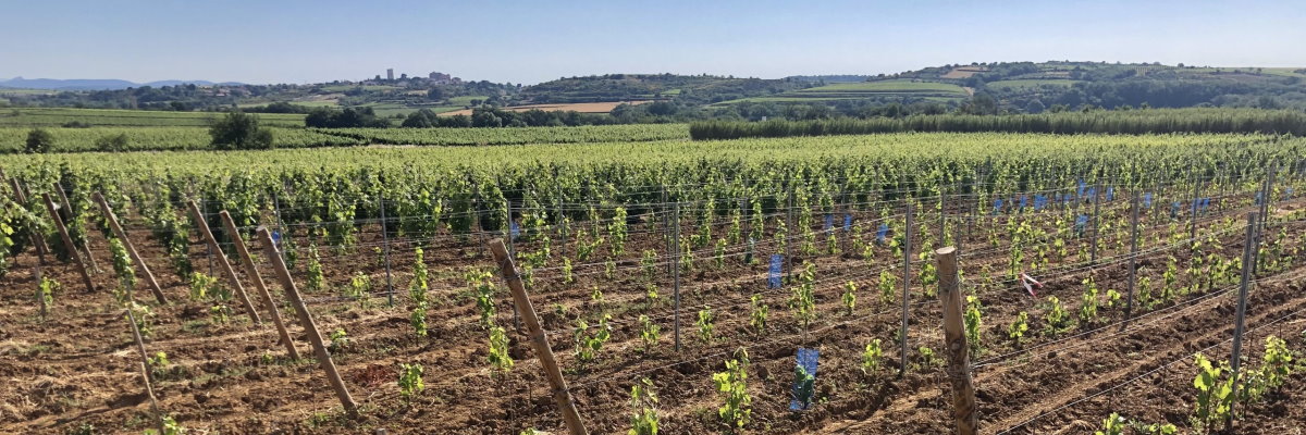 Viñas de Mas Coutelou, Puimisson