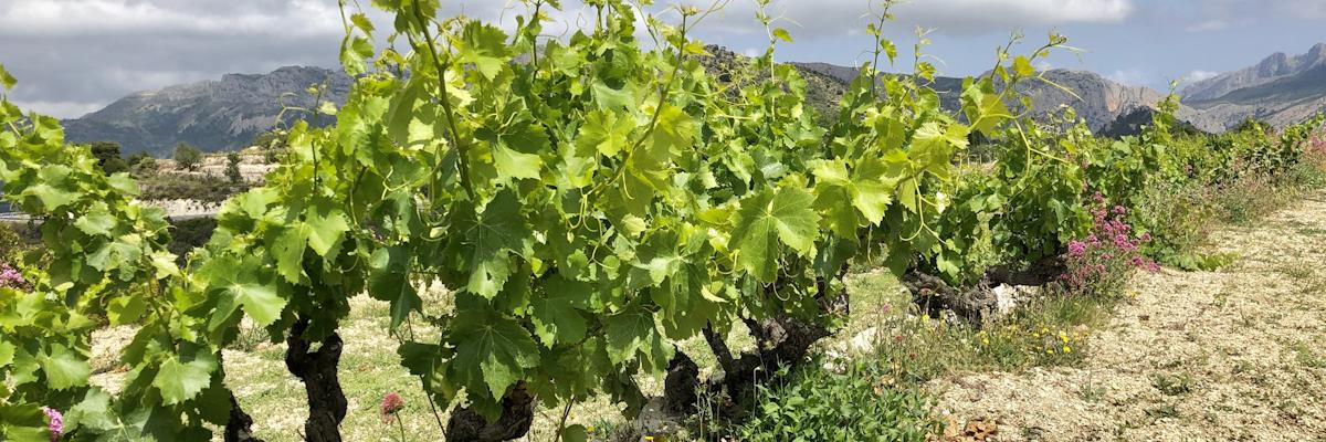Viñas respetuosas con el medio ambiente