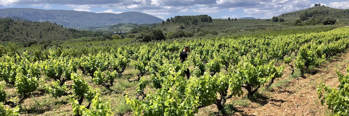 Viñas de Redeu, El Comtat