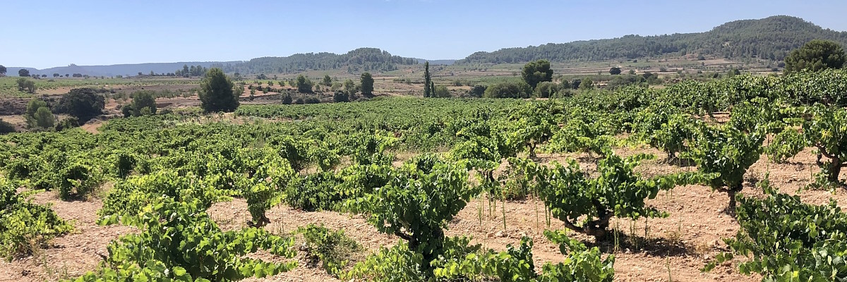 Viñas de Verónica Romero, Los Duques